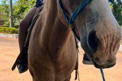 2d1e466f-3800-4fde-a4c7-22d0651e3303