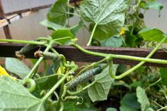 WhatsApp-Image-2025-06-17-at-15.14.42