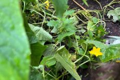 WhatsApp-Image-2025-06-17-at-15.14.52