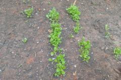 WhatsApp-Image-2025-12-03-at-07.50.20-3