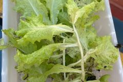 WhatsApp-Image-2025-05-06-at-11.58.50-1