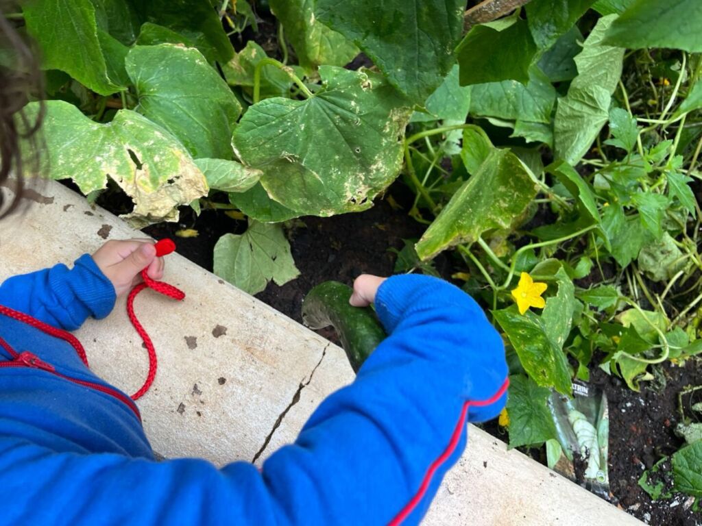 Lanche natural - Ingredientes direto da horta! 5 WhatsApp Image 2025 06 17 at 15.14.53