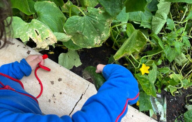 Lanche natural - Ingredientes direto da horta! 2 WhatsApp Image 2025 06 17 at 15.14.53