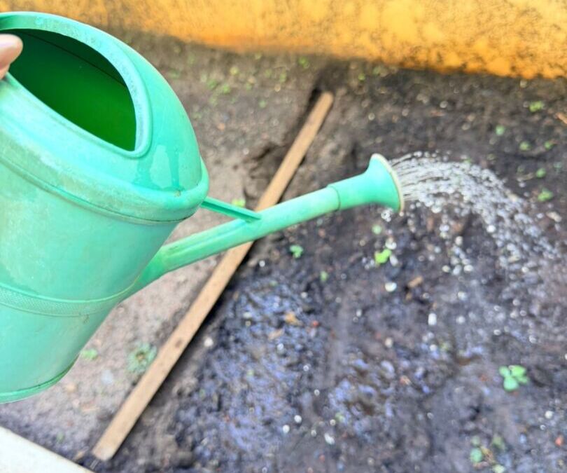 Cultivando Aprendizados e Valores 1 1774312101907